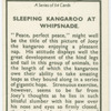 Sleeping kangaroo at Whipsnade.