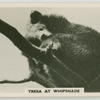 Tresa at Whipsnade.