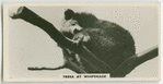 Tresa at Whipsnade.
