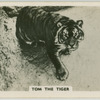 Tom the tiger.