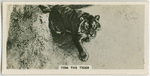 Tom the tiger.