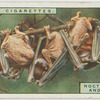 Noctule bats and young