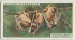 Noctule bats and young