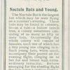 Noctule bats and young