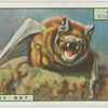Teeth of a bat