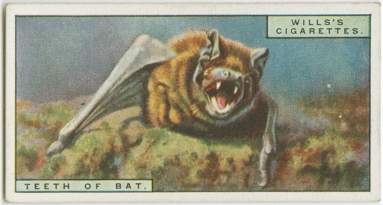 Teeth of a bat - NYPL Digital Collections