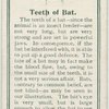 Teeth of a bat