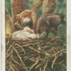 Buzzards and family