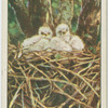 Young buzzards