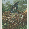 Carrion crow and young