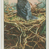 Young crow