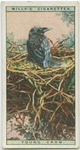 Young crow