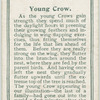 Young crow