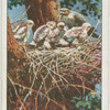 Sparrow-hawk and family