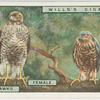 Sparrow-hawks. Female. Male