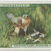 Sparrow-hawk plucking her quarry