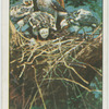 Sparrow-hawk feeding the young