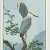 Early spring in the heronry