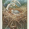Heron's nest and occupants