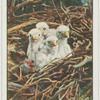 Young kestrels