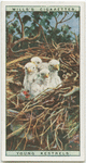 Young kestrels