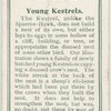 Young kestrels