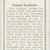 Young kestrels