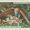 Kestrel plucking its prey
