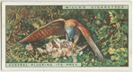 Kestrel plucking its prey