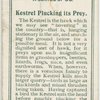 Kestrel plucking its prey