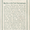 Merlin with tail outspread