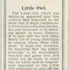 Little owl