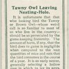 Tawny owl leaving  nesting-owl