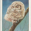 Young tawny owl