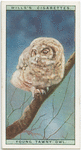 Young tawny owl