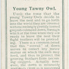 Young tawny owl