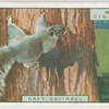 Grey squirrel