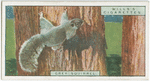 Grey squirrel
