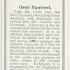 Grey squirrel