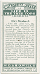 Grey squirrel