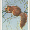 Red squirrel