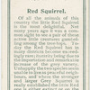 Red squirrel