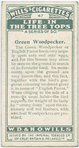 Green woodpecker