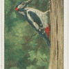 Greater spotted woodpecker at nesting-hole