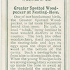 Greater spotted woodpecker at nesting-hole