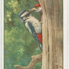 Greater spotted woodpecker feeding young