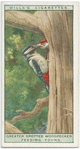 Greater spotted woodpecker feeding young