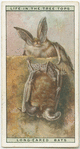 Long-eared bats
