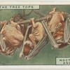 Noctule bats and young