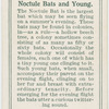 Noctule bats and young